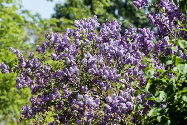 les lilas, fleurs du printemps.