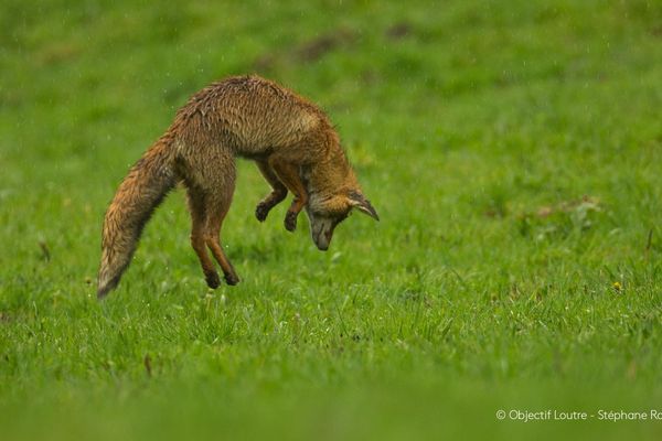Un renard chasse au moins 5 000 campagnols par an, c'est un allié de l'agriculteur, selon Stéphane Raimond. 