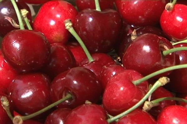 La burlat, traditionnelle cerise de Céret dans les Pyrénées-Orientales