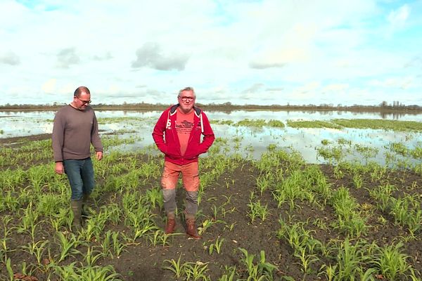 Des centaines d'hectares de cultures sur le marais desséché sont détruites par les intempéries.