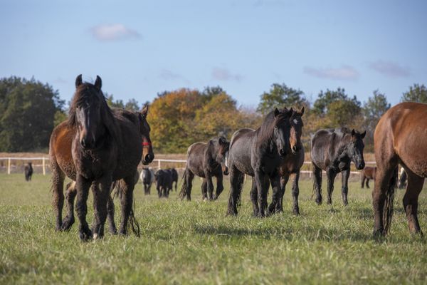 Les étalons bourguignons dans leur nouveau pré près de La Tanière en Eure-et-Loir.