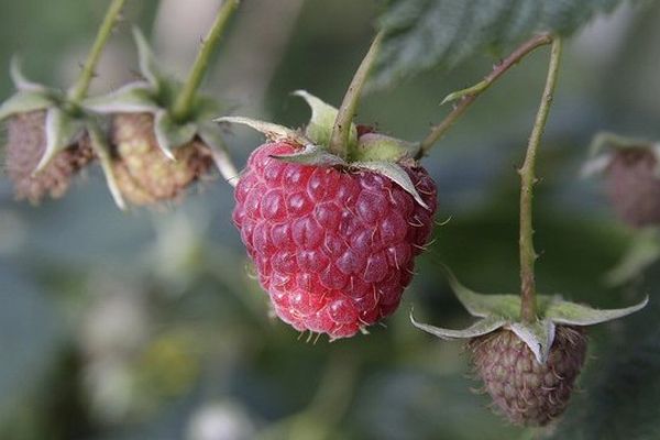 Dernières framboises avant l'offensive des premiers frimas