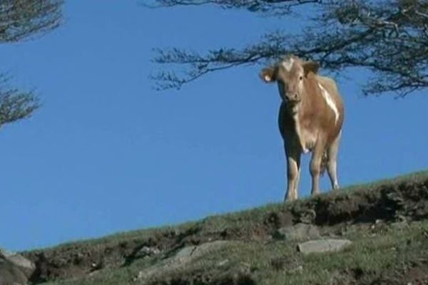 Vache des Albères