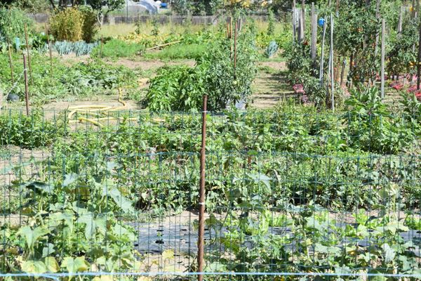 Un jardin ouvrier, à penser au milieu de son environnement.