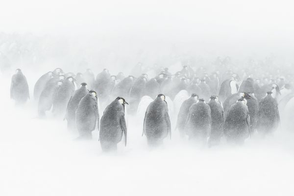 Une colonie de manchots empereurs photographiée dans le blizzard de la Terre Adélie, dans un style minimaliste proche des estampes japonaises, qu'affectionne Vincent Munier.