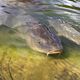 Des carpes atteintes de "la maladie du sommeil" ont été retrouvées dans le lac de la Borde basse, à Castres (Tarn).