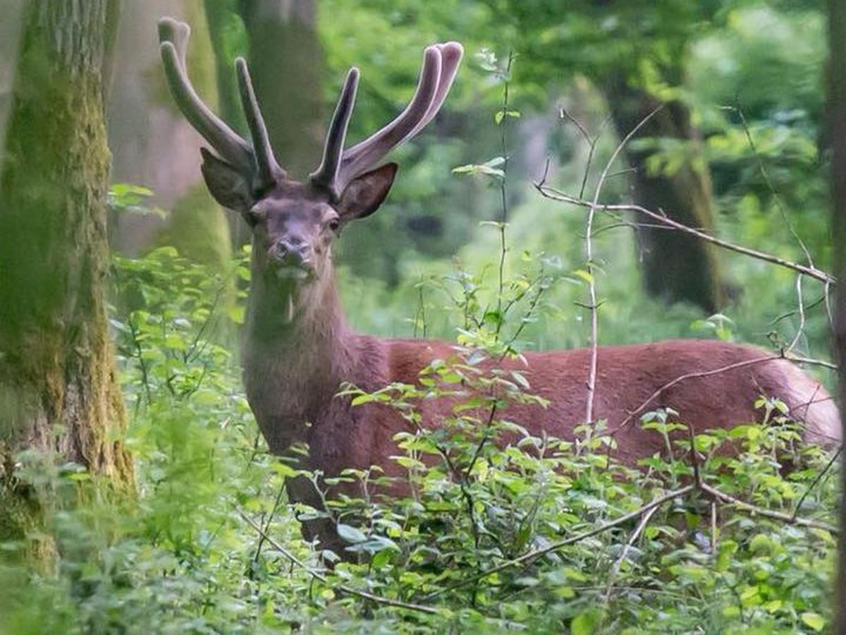 Foret De Mormal Le Grand Cerf Captain Hook Est Il En Danger De Mort