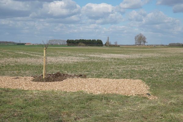 Le pommier planté sur la parcelle à Quétigny qui servira de base pour le verger bio