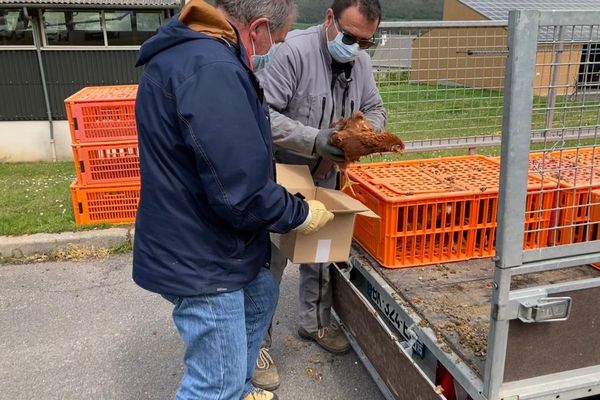 A Saint-Cernin, dans le Cantal, 150 foyers ont pu recevoir gratuitement une poule pondeuse.