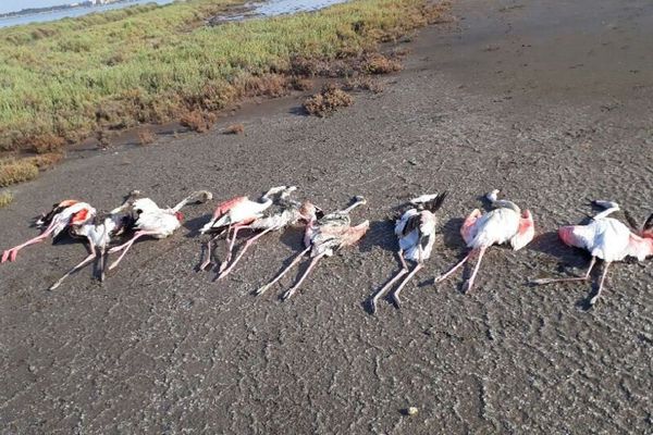 Les neuf flamants roses sont morts électrifiés.