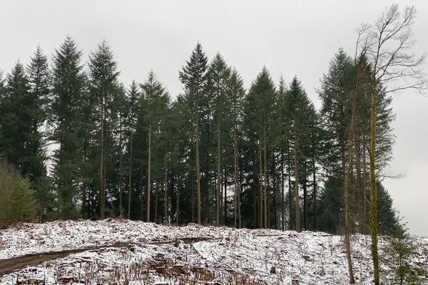 Le fonds forestier en Limousin aide financièrement les propriétaires forestiers à replanter des arbres sur leur parcelle.