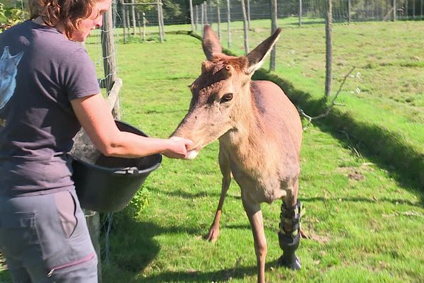 Amputé de la patte avant gauche, Nini dispose maintenant d'une prothèse pour marcher.