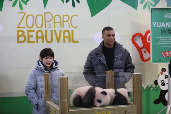 A Beauval, l'année 2021 aura surtout été marqué la désignation de Kylian Mbappé comme parrain de l'un des deux bébés pandas, nés en août.