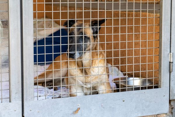 Un chien abandonné à la SPA de Belfort - Photo d'illustration 