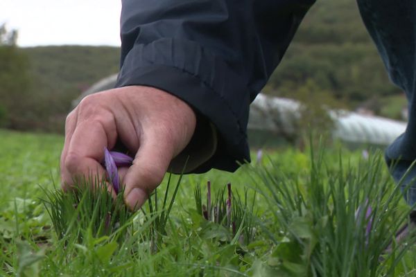 La récolte du safran sur les terres argilo-calcaires du Lot