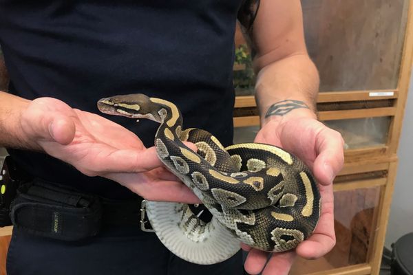 Un python royal a fait son apparition, le 19 septembre dernier, dans la salle de bain d'un habitant, qui a prévenu les sapeurs-pompiers. Mais aujourd'hui, et pour l'instant, personne ne peut dire à qui appartient cet animal.