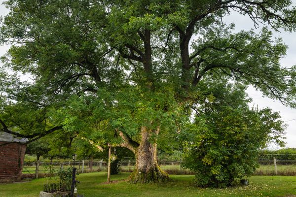 Ce frêne implantée sur la commune de Gouffern-en-Auge (Orne) représente la Normandie au concours national de l'arbre de l'année 2024, organisé par le magazine Terre Sauvage et l'Office national des forêts.