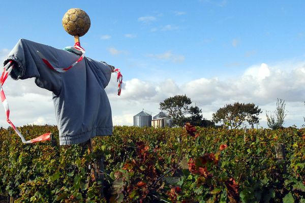 Malgré l'épouvantail, les cépages du Haut-Poitou ne font plus peur aux consommateurs.