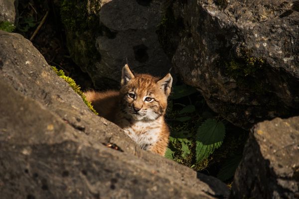 Un jeune lynx.