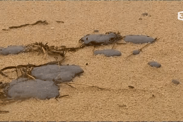 Boulettes de fioul sur une plage d'Erdeven (56)