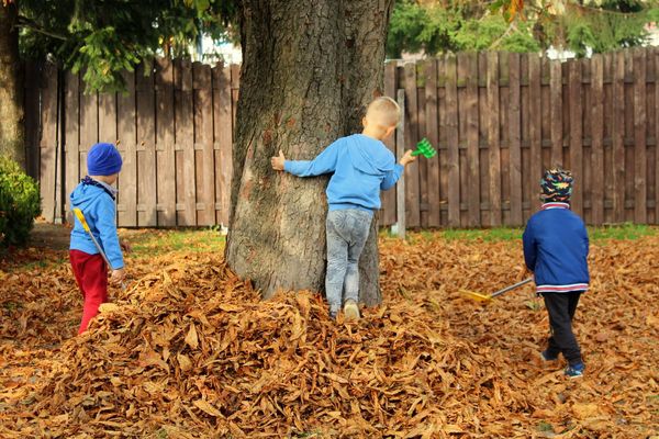 Les feuilles mortes se ramassent à la pelle