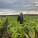 Année très humide pour le tabac atteint de maladies