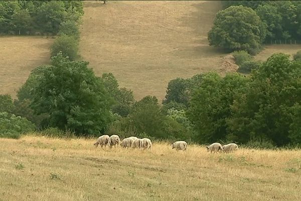 Benoît Chauffard, éleveurs d’ovins à Givry, en est persuadé : le loup a attaqué ses bêtes.