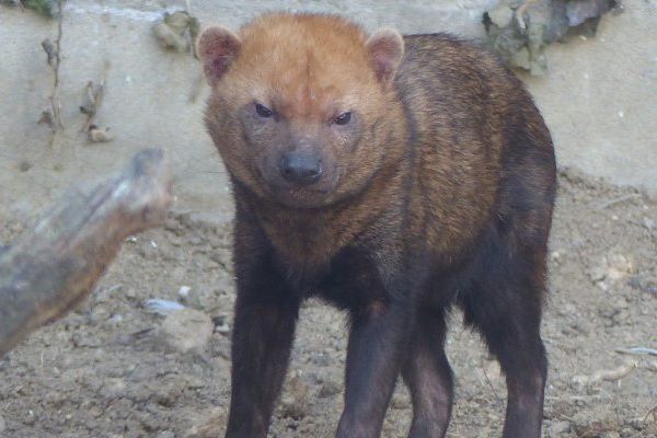 Chien de buisson, espèce de canidé méconnue