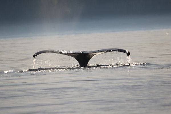 Les baleines stockent de grandes quantités de CO2 : environ 33 tonnes de CO2 par an, soit l’équivalent de 1 500 arbres.