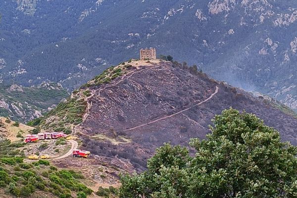 Jeudi 9 juin, un incendie a détruit près de 40 hectares de maquis à Vivario.