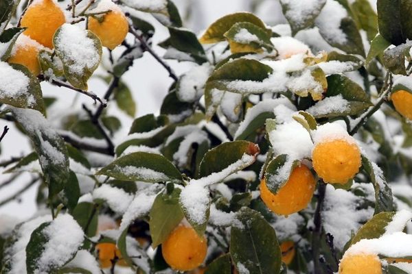 En Corse du sud, le 26 février