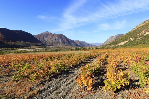 Des vignes sur le domaine Allemand à Theüs dans les Hautes-Alpes en 2020