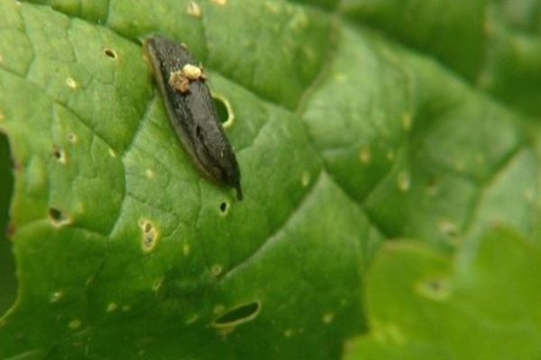 Les limaces, nouvelles envahisseuses des jardins