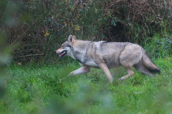 Louve grise en captivité dans un enclos du domaine de Menez Meur géré par le parc naturel regional d'Armorique. Photo d'illustration