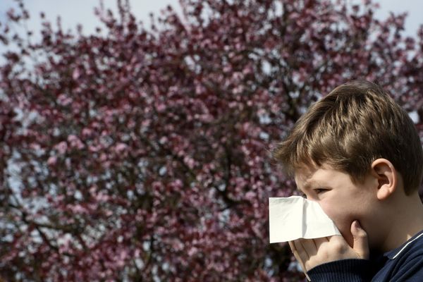 Les pollens de bouleaux sont particulièrement agressifs ces derniers jours.