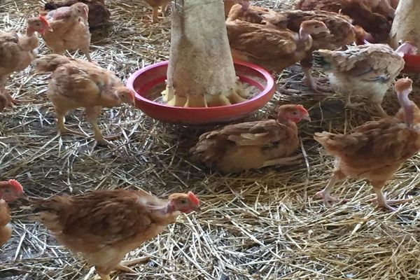 Pomérols (Hérault) - un élevage de poulets victime de la canicule, 1.000 volatiles sur 3.500 ont péri - juin 2019.