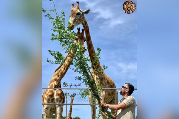 Pour ses girafes, la réserve africaine de Sigean récolte des feuillages chez ses voisins.