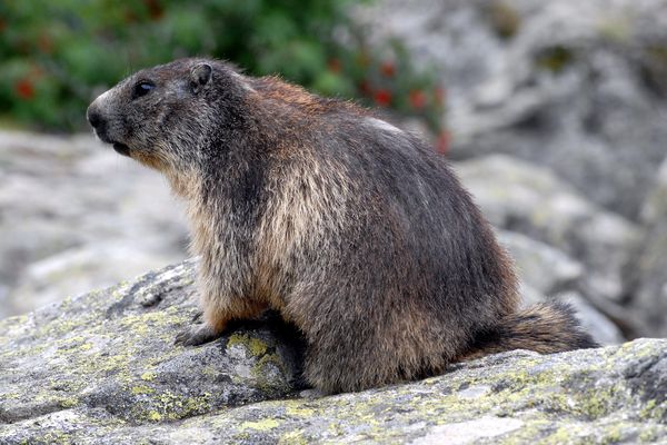 Illustration. La marmotte entre en hibernation pour six mois à partir d'octobre.