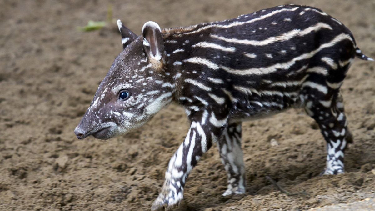 L'objectif est d'avoir des bébés » : au Zoo de La Palmyre, un