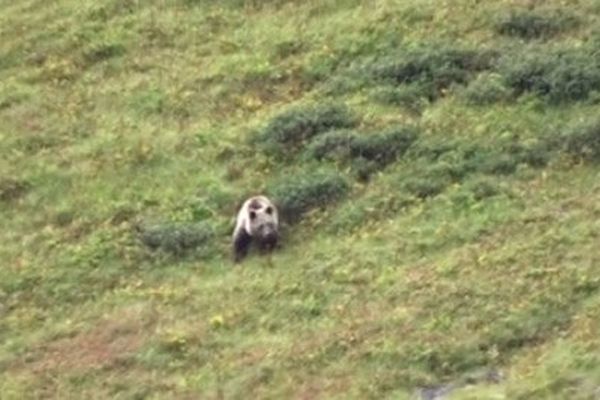 L'ours a été filmé près du port de l'Orle