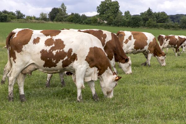 Les agriculteurs suisses doivent désormais déclarer toutes leurs terres lors d'une demande d'exploitation de parcelle dans le département du Doubs.