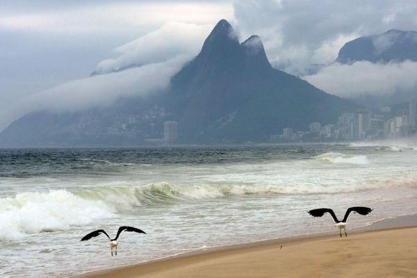 Point de vue image du monde : des oiseaux de mer sur la plage brumeuse d'Ipanema