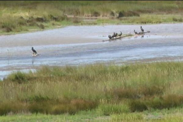 La faune et la flore de l'estuaire de l'Orne pendant la période migratoire