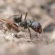 La fourmi invasive “tapinoma magnum” s'étend en super-colonies
