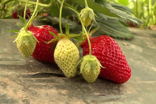 Des fraises en phase de maturation, en Dordogne.