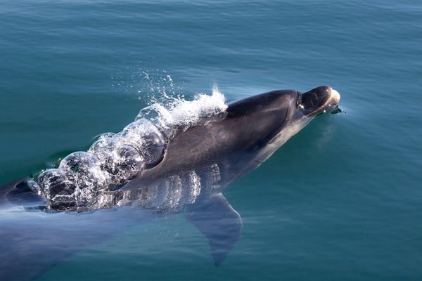 Un dauphin photographié en aout 2023 dans le port de Brest (Finistère).