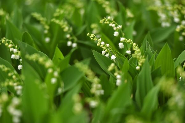 Muguet le 22 avril 2020