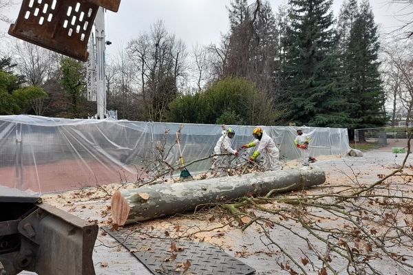 Huit platanes du parc de la Tête d'Or à Lyon vont être abattus car ils sont victimes d'un champignon mortel.