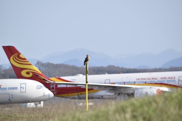 Une buse variable photographiée par l'association "aéro biodiversité" à Tarbes Lourdes en 2021