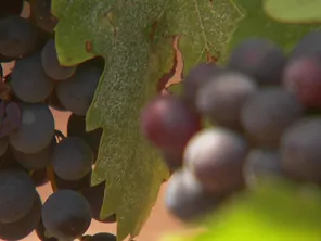 Avec les cépages destinés au rosé, on peut aussi produire du vin rouge